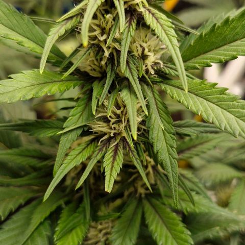 Banane Purple Punch Auto growlog timeline photo
