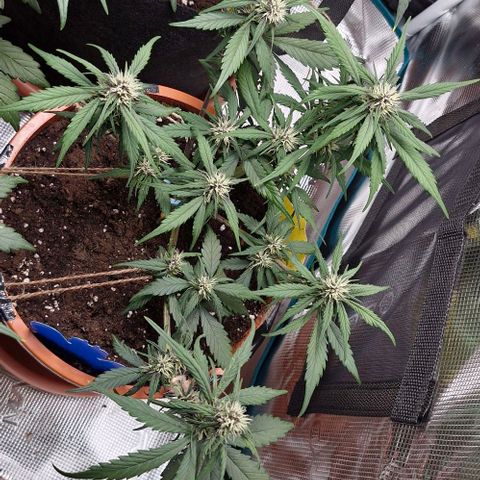 Lemon Cherry Cookies Auto growlog timeline photo