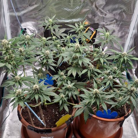 Lemon Cherry Cookies Auto growlog timeline photo