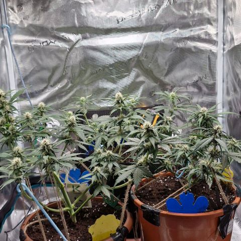 Lemon Cherry Cookies Auto growlog timeline photo