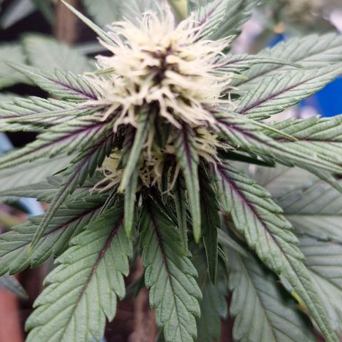 Banane Purple Punch Auto growlog timeline photo