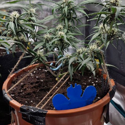 Lemon Cherry Cookies Auto growlog timeline photo