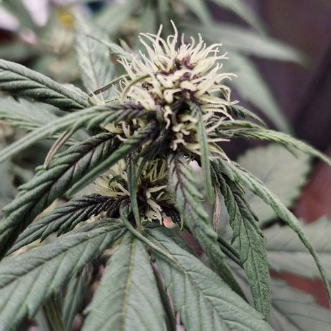 Lemon Cherry Cookies Auto growlog timeline photo