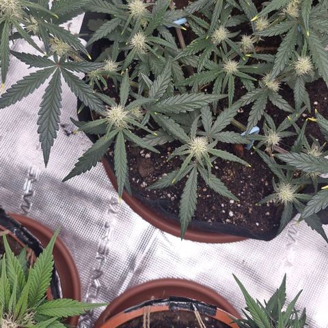 Gorilla Cookies Auto growlog timeline photo