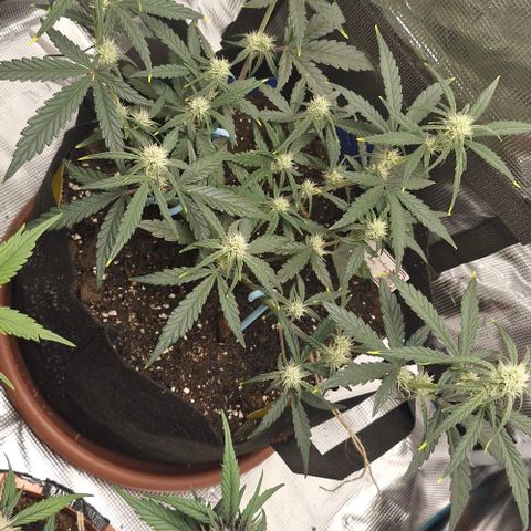 Gorilla Cookies Auto growlog timeline photo
