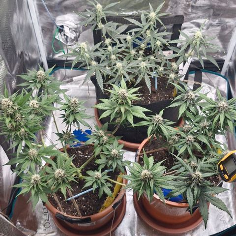 Gorilla Cookies Auto growlog timeline photo