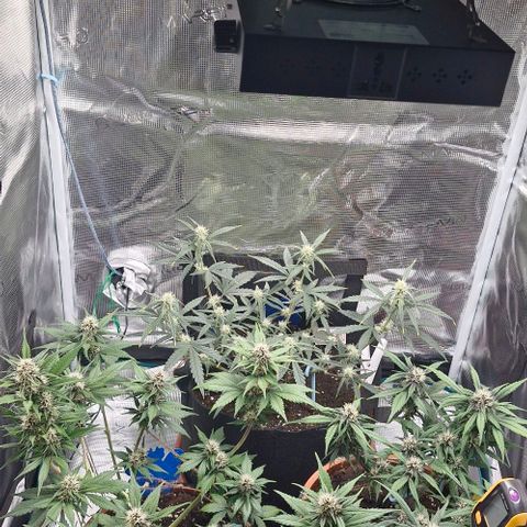 Lemon Cherry Cookies Auto growlog timeline photo
