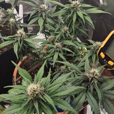 Lemon Cherry Cookies Auto growlog timeline photo
