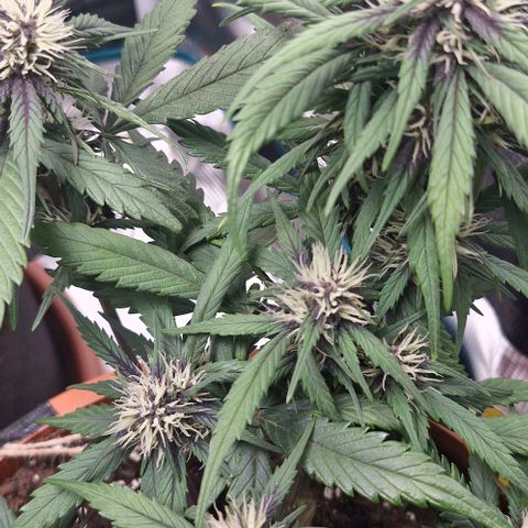 Lemon Cherry Cookies Auto growlog timeline photo