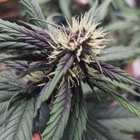 Lemon Cherry Cookies Auto growlog timeline photo