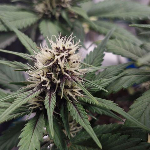 Banane Purple Punch Auto growlog timeline photo