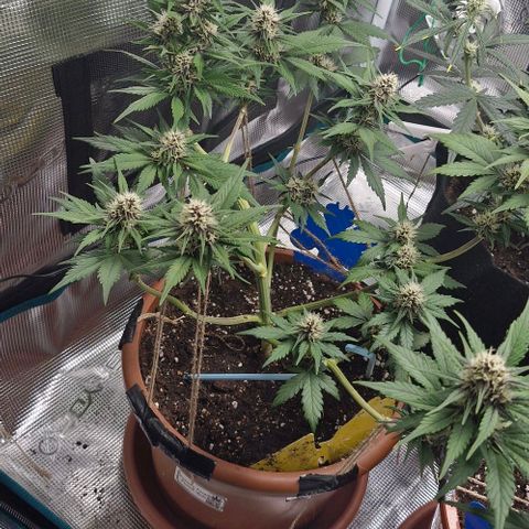 Banane Purple Punch Auto growlog timeline photo