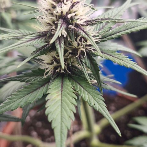 Banane Purple Punch Auto growlog timeline photo