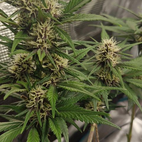 Banane Purple Punch Auto growlog timeline photo