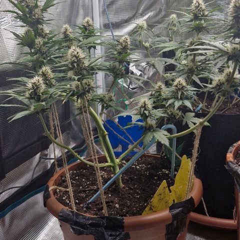 Banane Purple Punch Auto growlog timeline photo