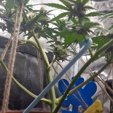 Banane Purple Punch Auto growlog timeline photo