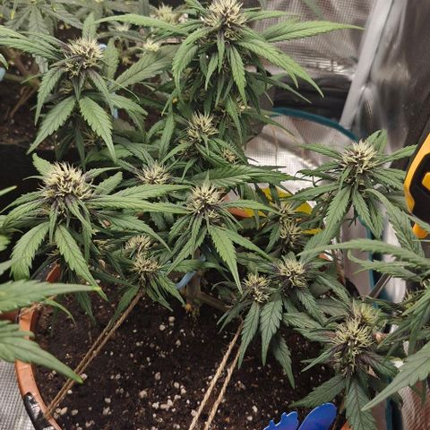 Lemon Cherry Cookies Auto growlog timeline photo