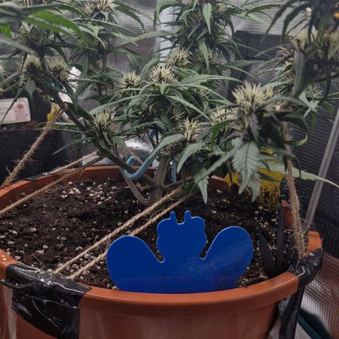 Lemon Cherry Cookies Auto growlog timeline photo