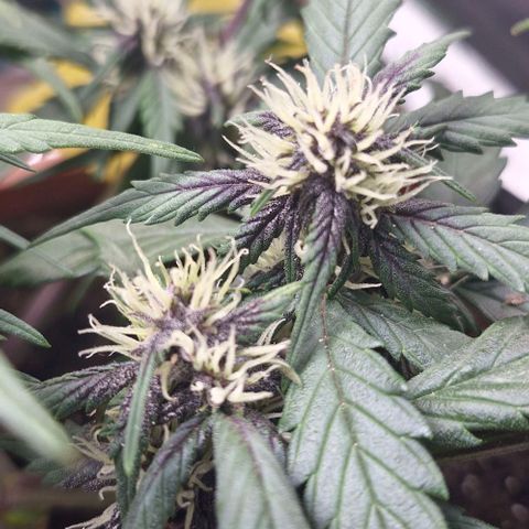 Lemon Cherry Cookies Auto growlog timeline photo