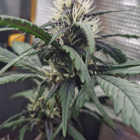 Lemon Cherry Cookies Auto growlog timeline photo