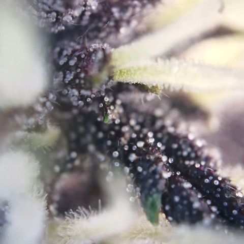 Lemon Cherry Cookies Auto growlog timeline photo