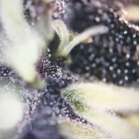 Lemon Cherry Cookies Auto growlog timeline photo