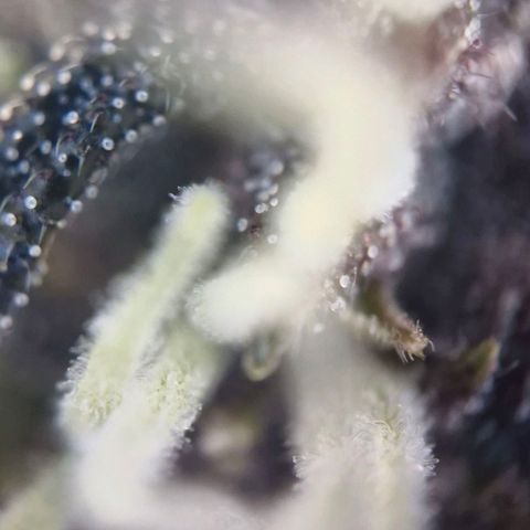 Lemon Cherry Cookies Auto growlog timeline photo