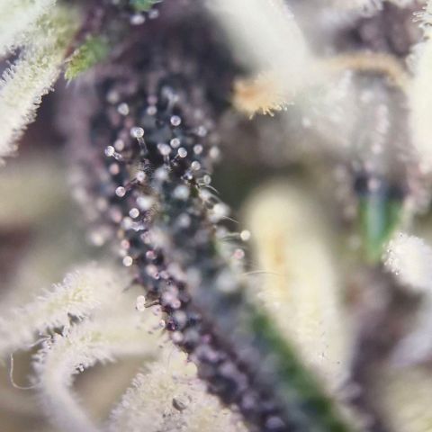 Banane Purple Punch Auto growlog timeline photo