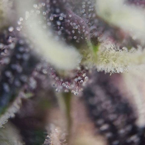 Banane Purple Punch Auto growlog timeline photo