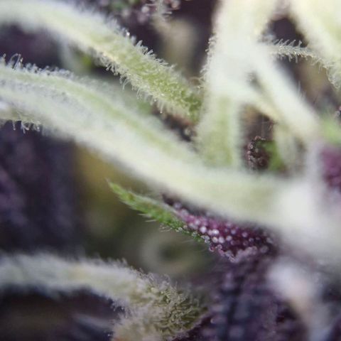Banane Purple Punch Auto growlog timeline photo