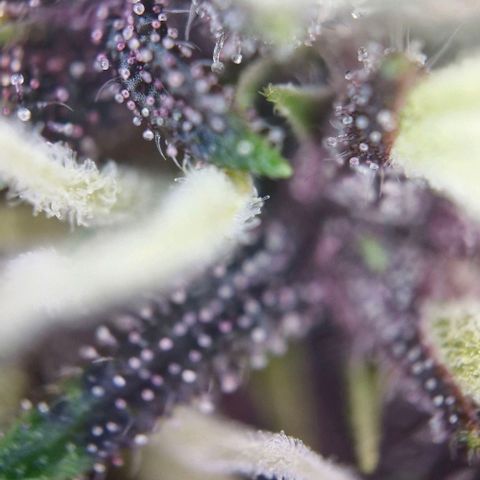 Banane Purple Punch Auto growlog timeline photo