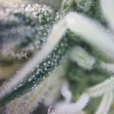 Gorilla Cookies Auto growlog timeline photo