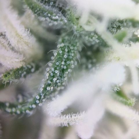 Gorilla Cookies Auto growlog timeline photo