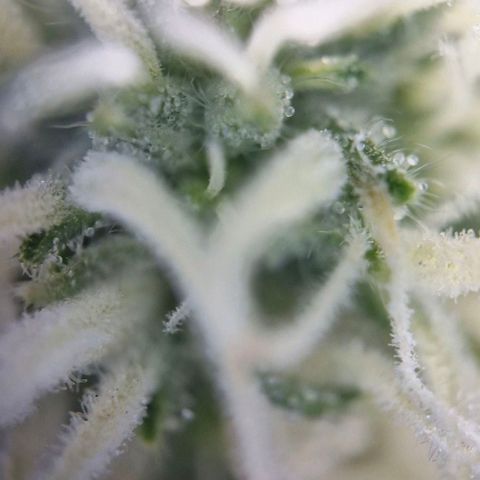 Gorilla Cookies Auto growlog timeline photo