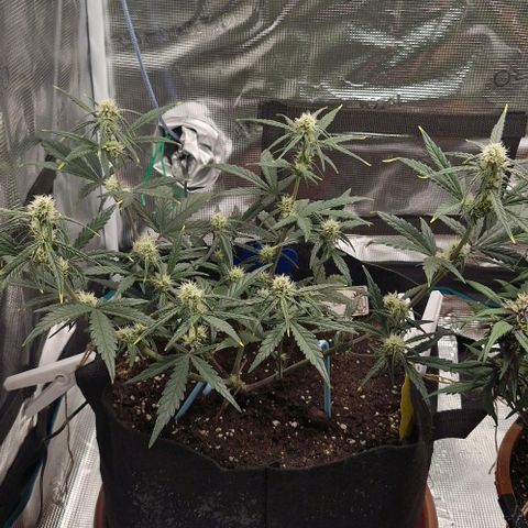 Gorilla Cookies Auto growlog timeline photo