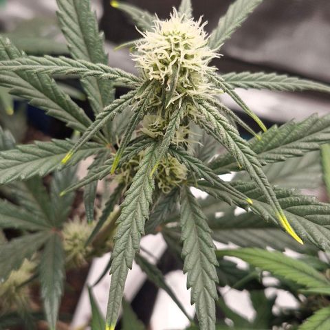 Gorilla Cookies Auto growlog timeline photo