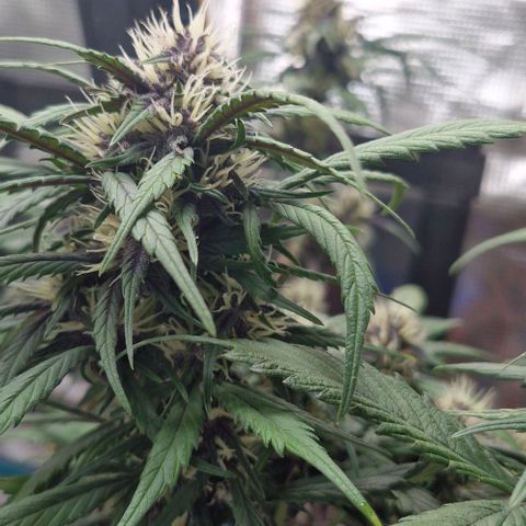Lemon Cherry Cookies Auto growlog timeline photo