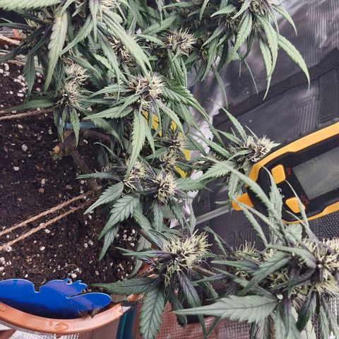 Lemon Cherry Cookies Auto growlog timeline photo