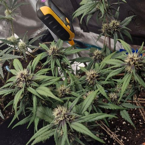 Lemon Cherry Cookies Auto growlog timeline photo