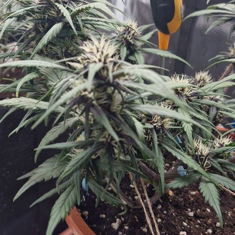 Lemon Cherry Cookies Auto growlog timeline photo
