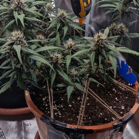 Lemon Cherry Cookies Auto growlog timeline photo