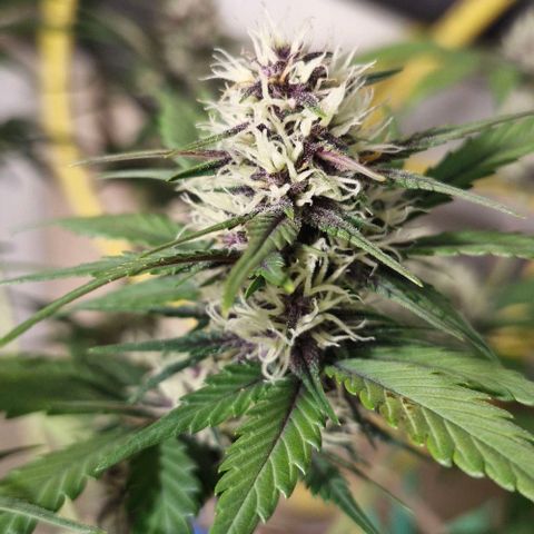Banane Purple Punch Auto growlog timeline photo