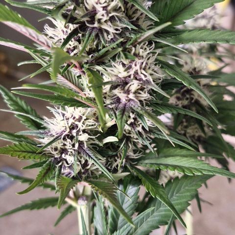Banane Purple Punch Auto growlog timeline photo