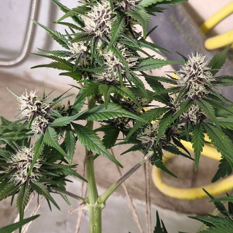 Banane Purple Punch Auto growlog timeline photo