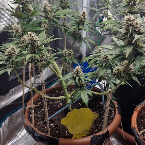 Banane Purple Punch Auto growlog timeline photo