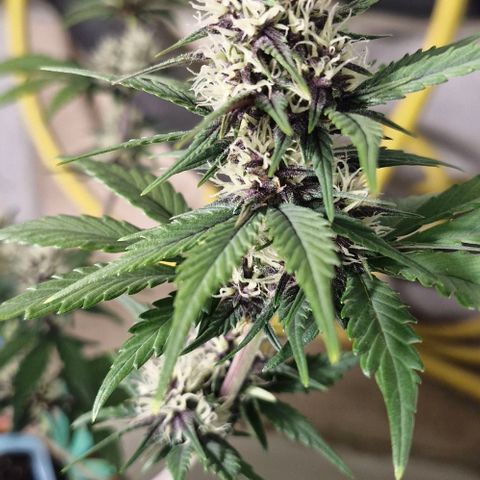 Banane Purple Punch Auto growlog timeline photo