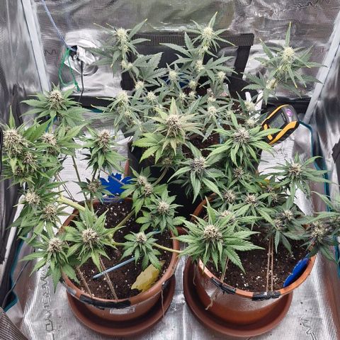 Gorilla Cookies Auto growlog timeline photo
