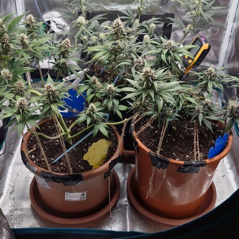 Gorilla Cookies Auto growlog timeline photo
