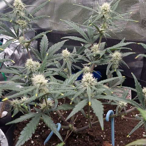 Gorilla Cookies Auto growlog timeline photo