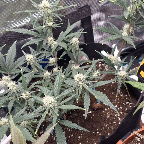 Gorilla Cookies Auto growlog timeline photo